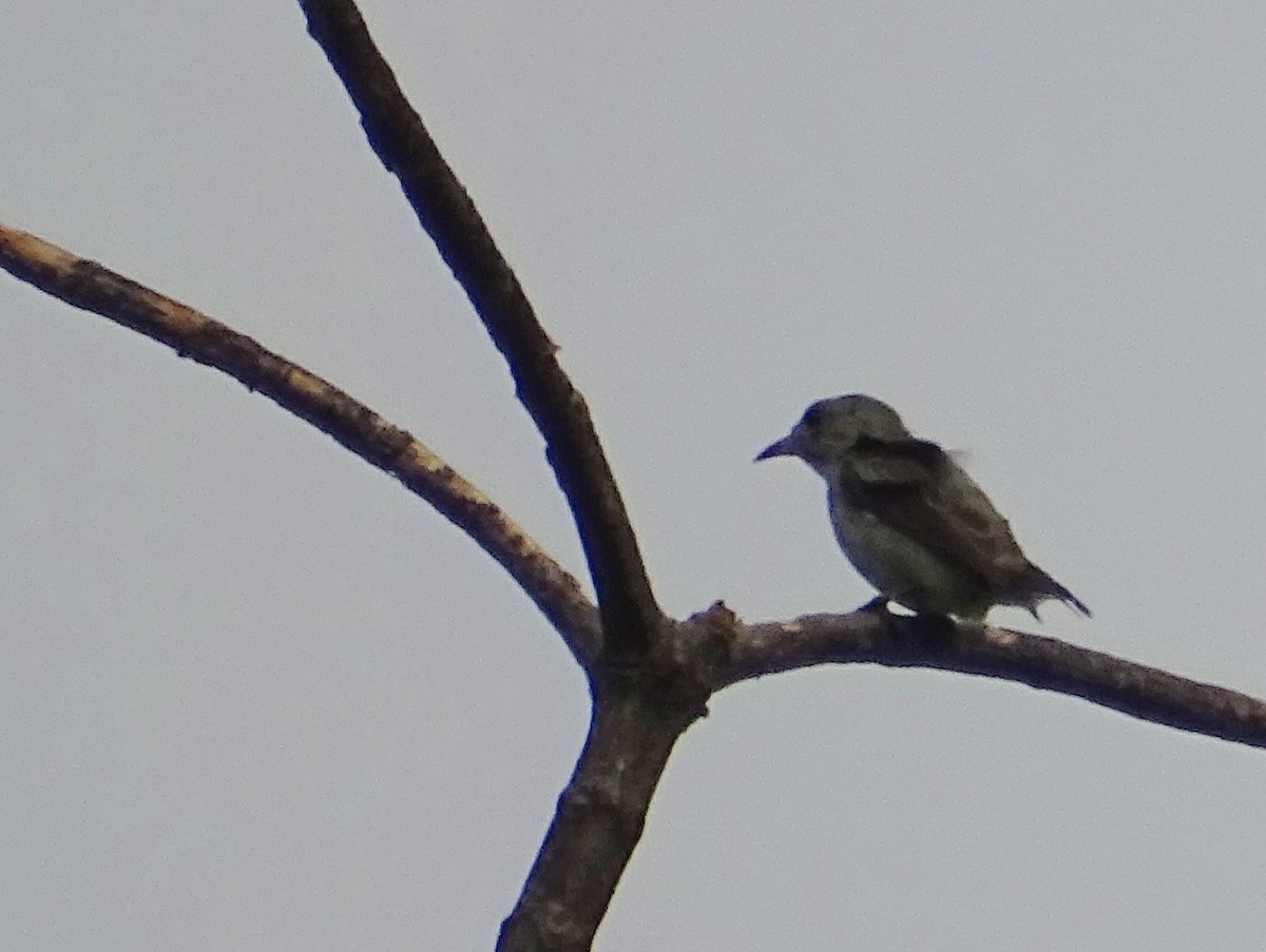 Pale-billed Flowerpecker - ML619515543