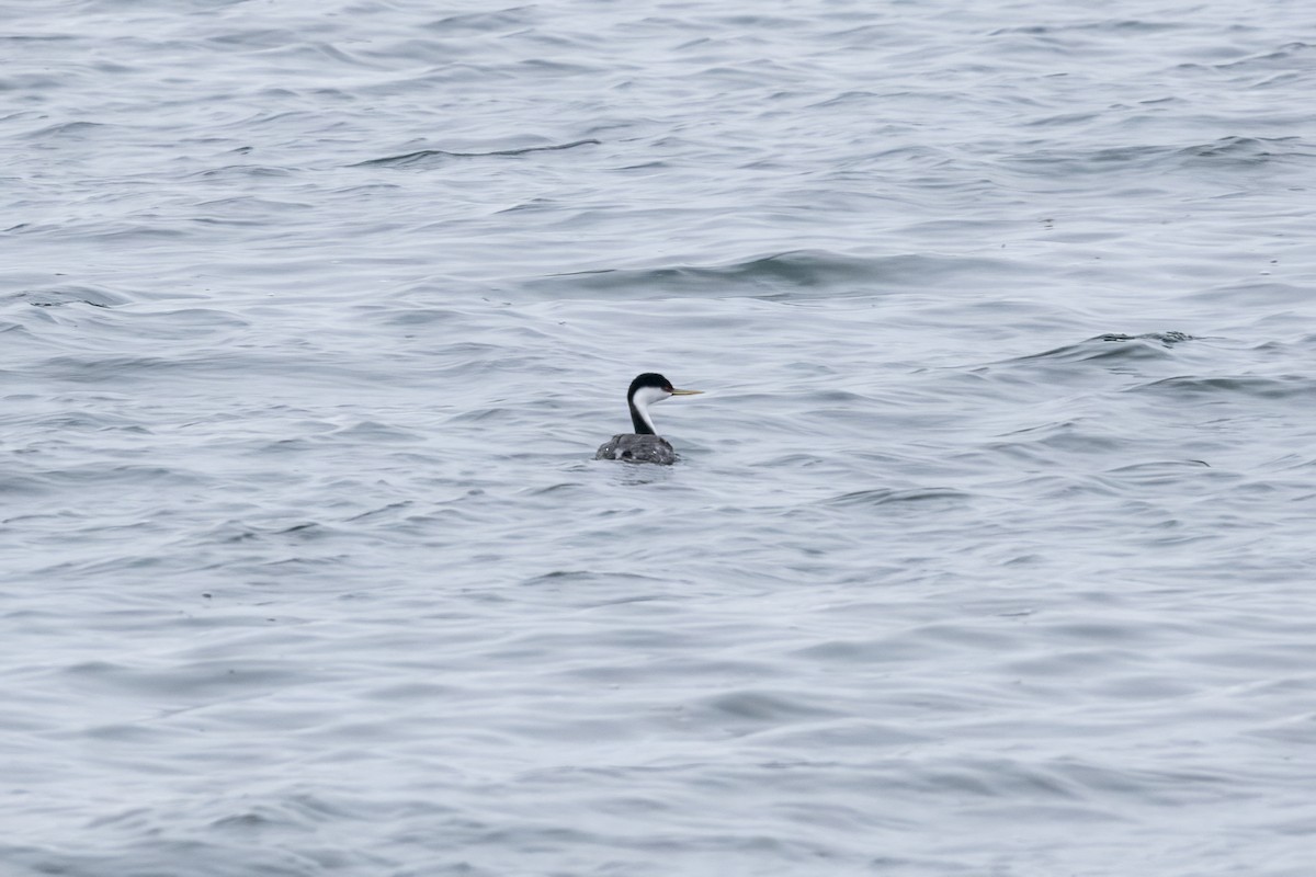 Western Grebe - Dominic More O’Ferrall