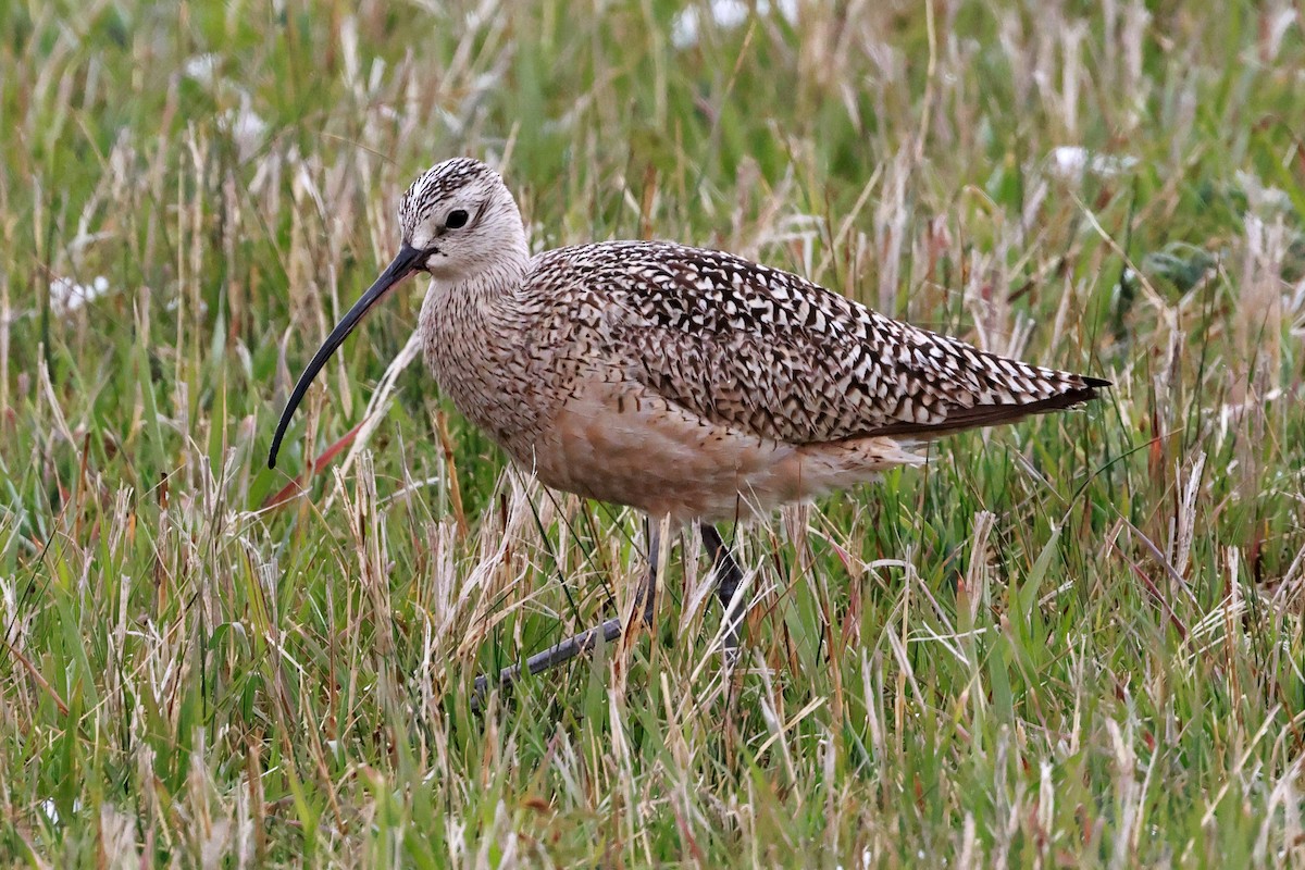 Long-billed Curlew - Steve Parker