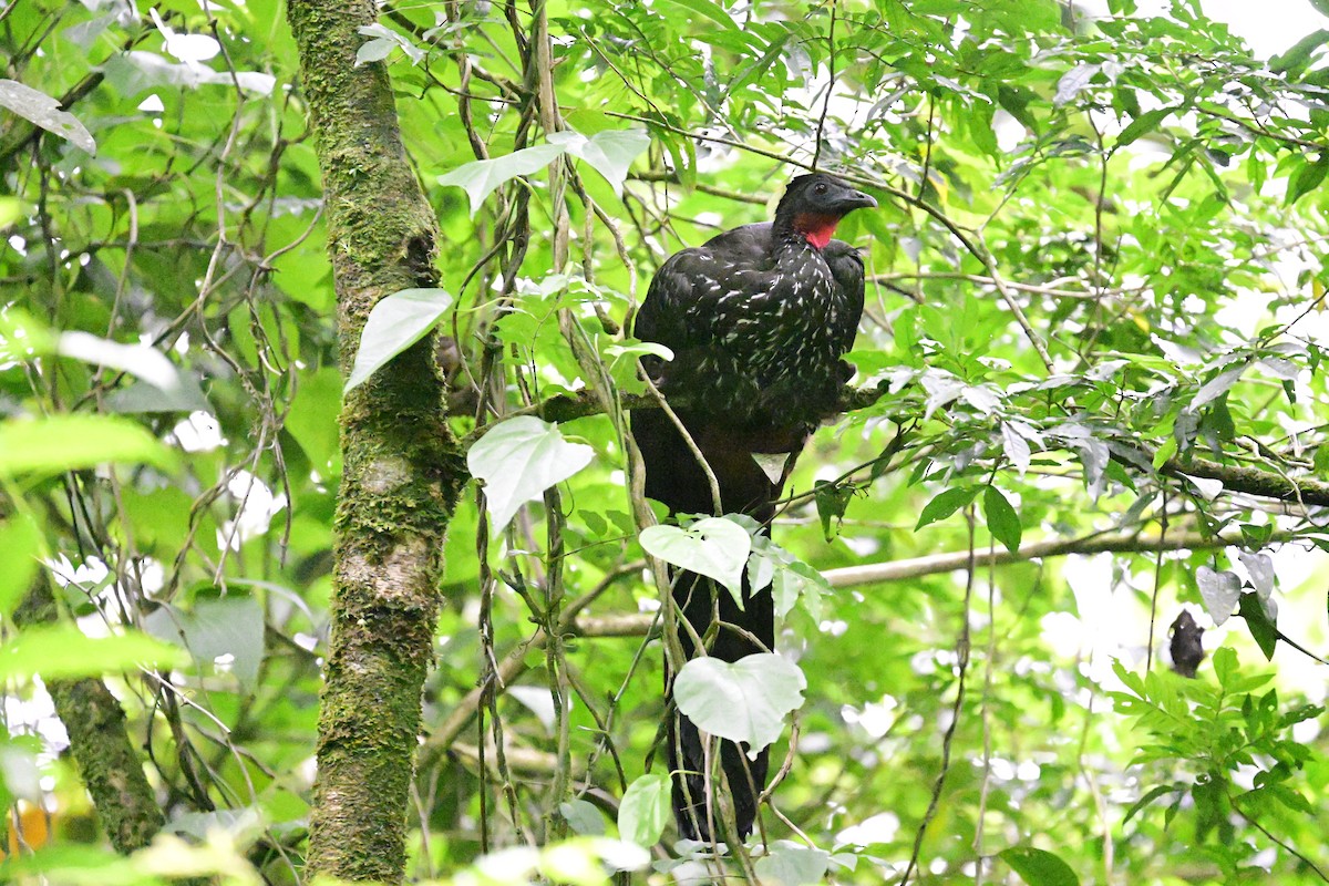 Crested Guan - Vivian Fung