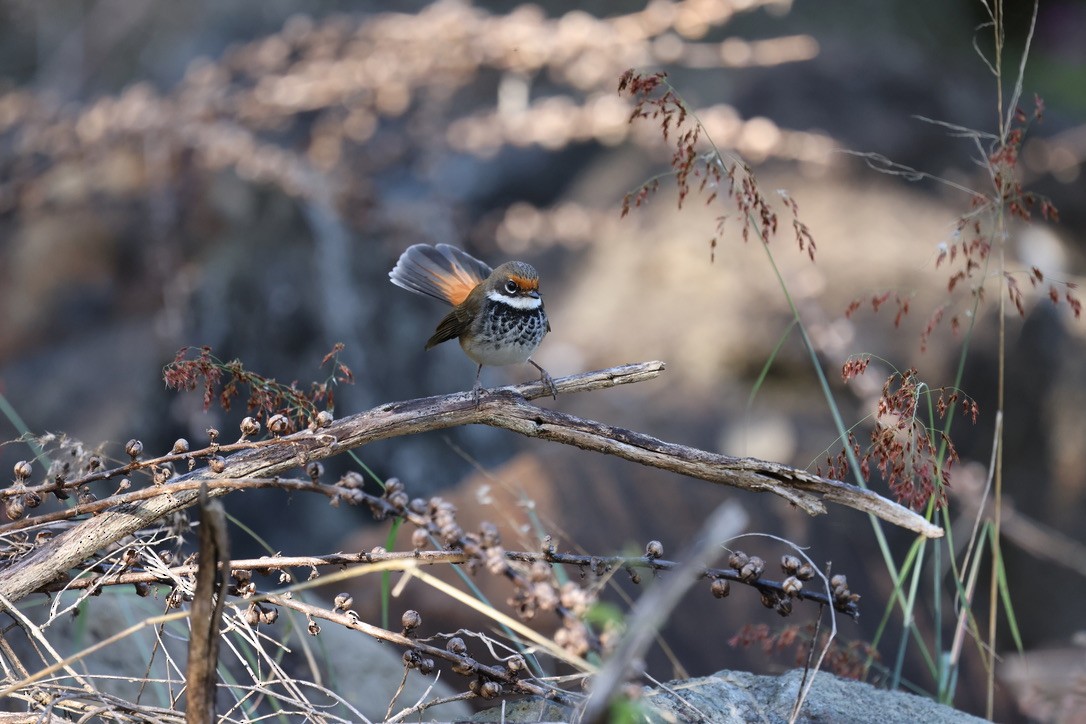 Australian Rufous Fantail - Jean Dalton