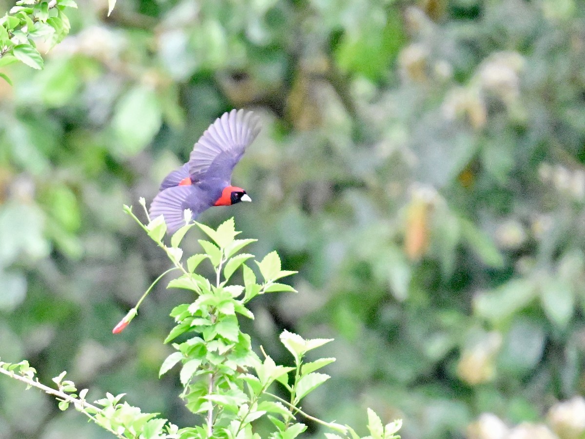 Crimson-collared Tanager - Vivian Fung