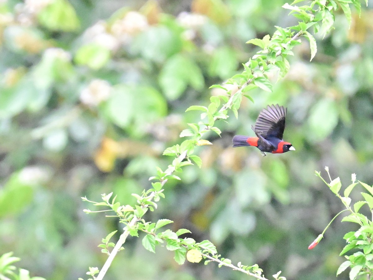 Crimson-collared Tanager - Vivian Fung