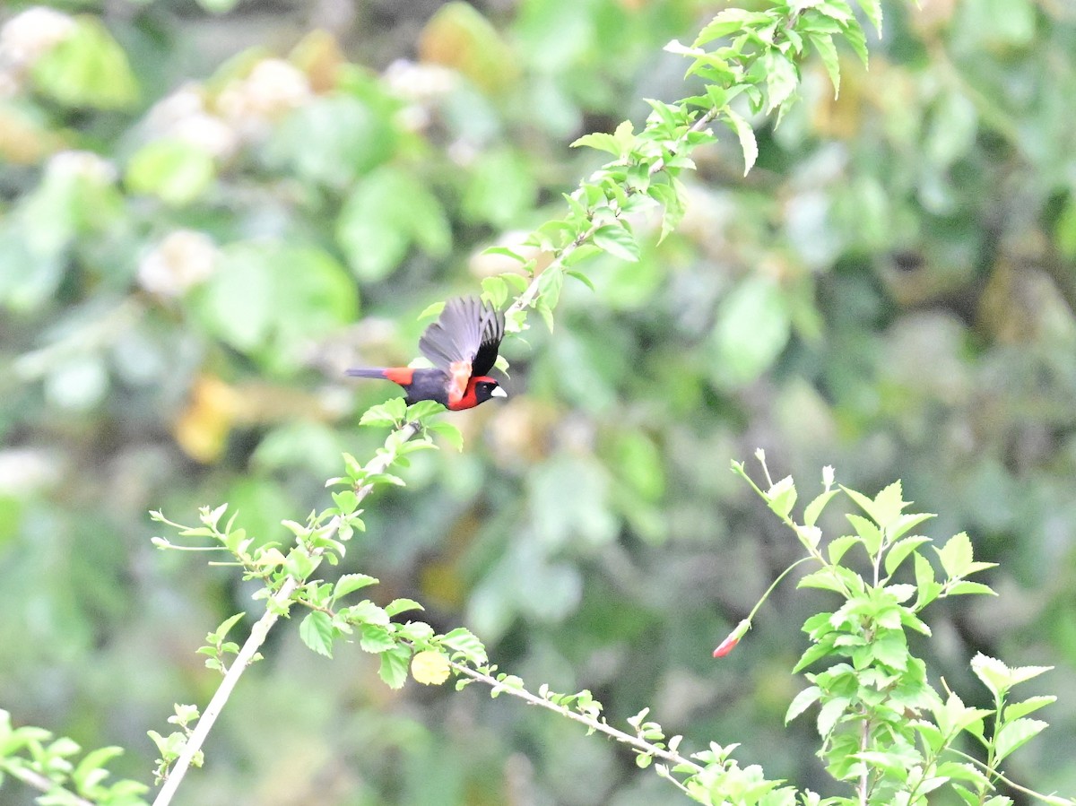 Crimson-collared Tanager - Vivian Fung