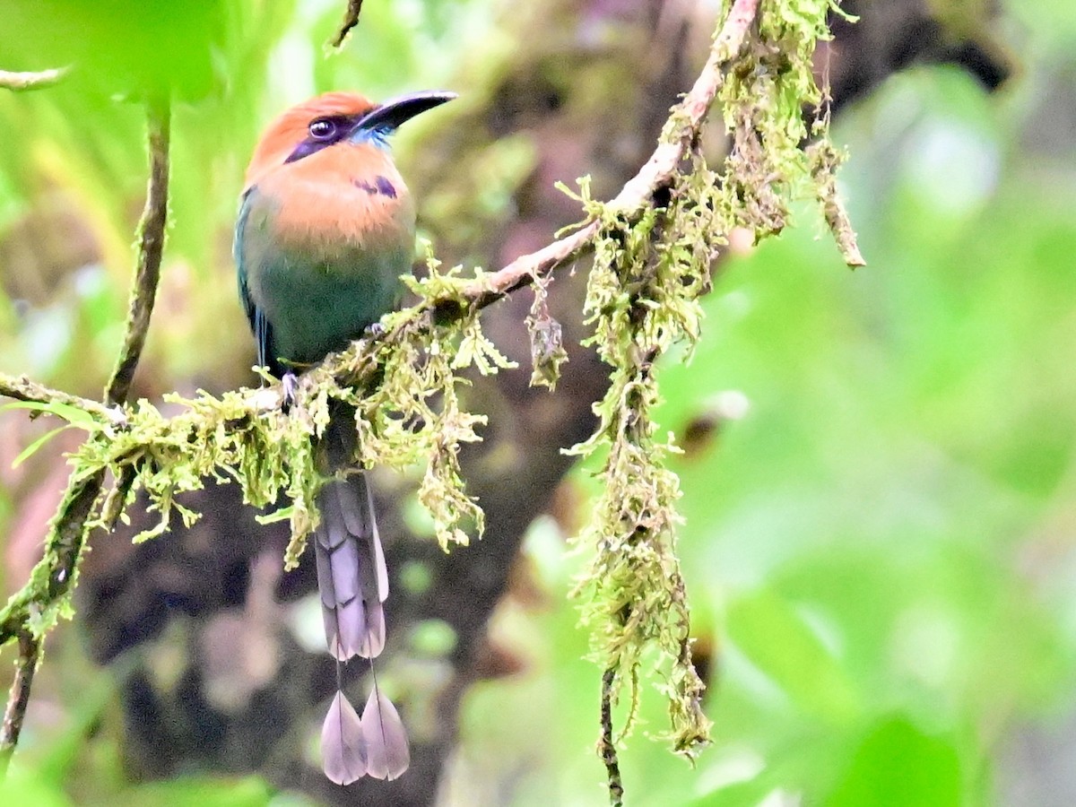 Rufous Motmot - Vivian Fung