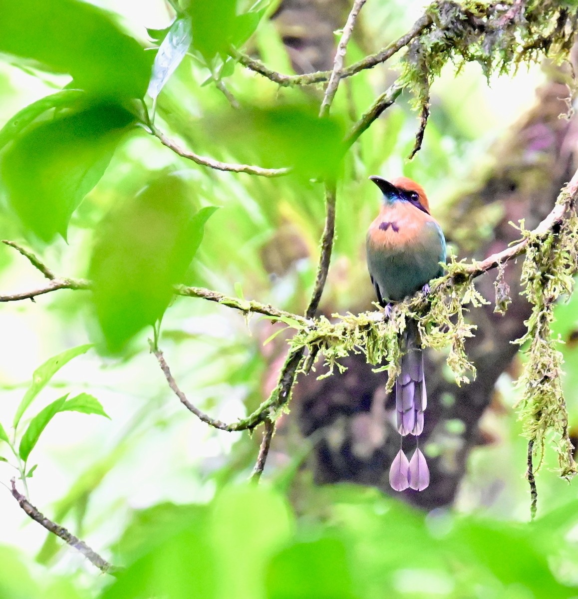 Rufous Motmot - Vivian Fung