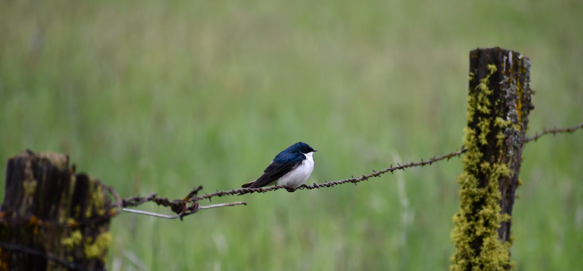 Tree Swallow - Thuja Plicata
