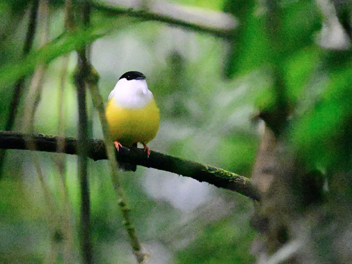 White-collared Manakin - Vivian Fung