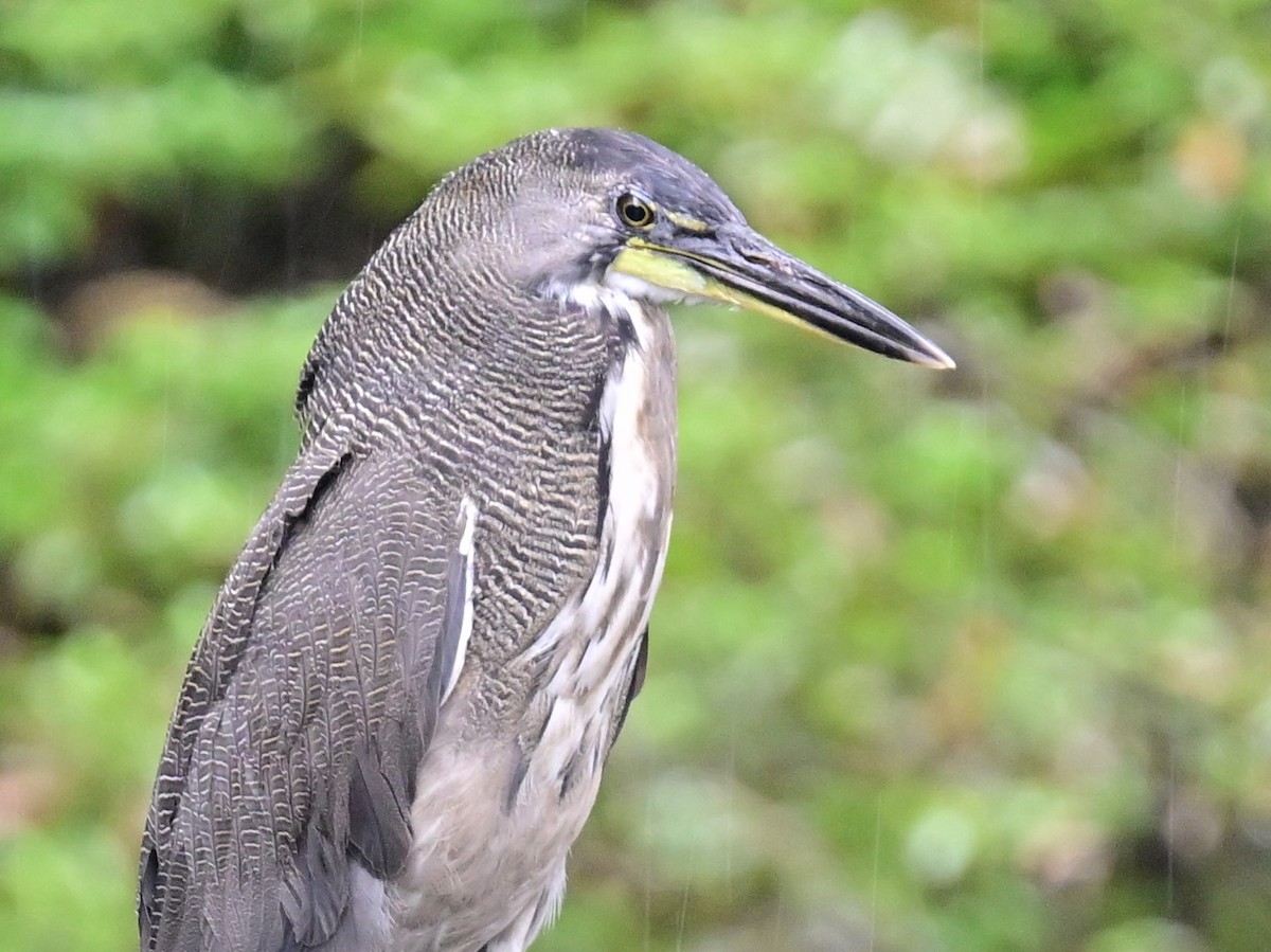 Bare-throated Tiger-Heron - Vivian Fung