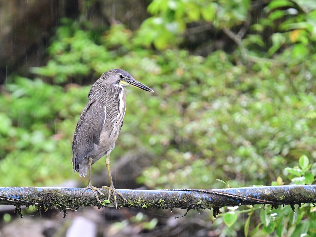 Bare-throated Tiger-Heron - Vivian Fung