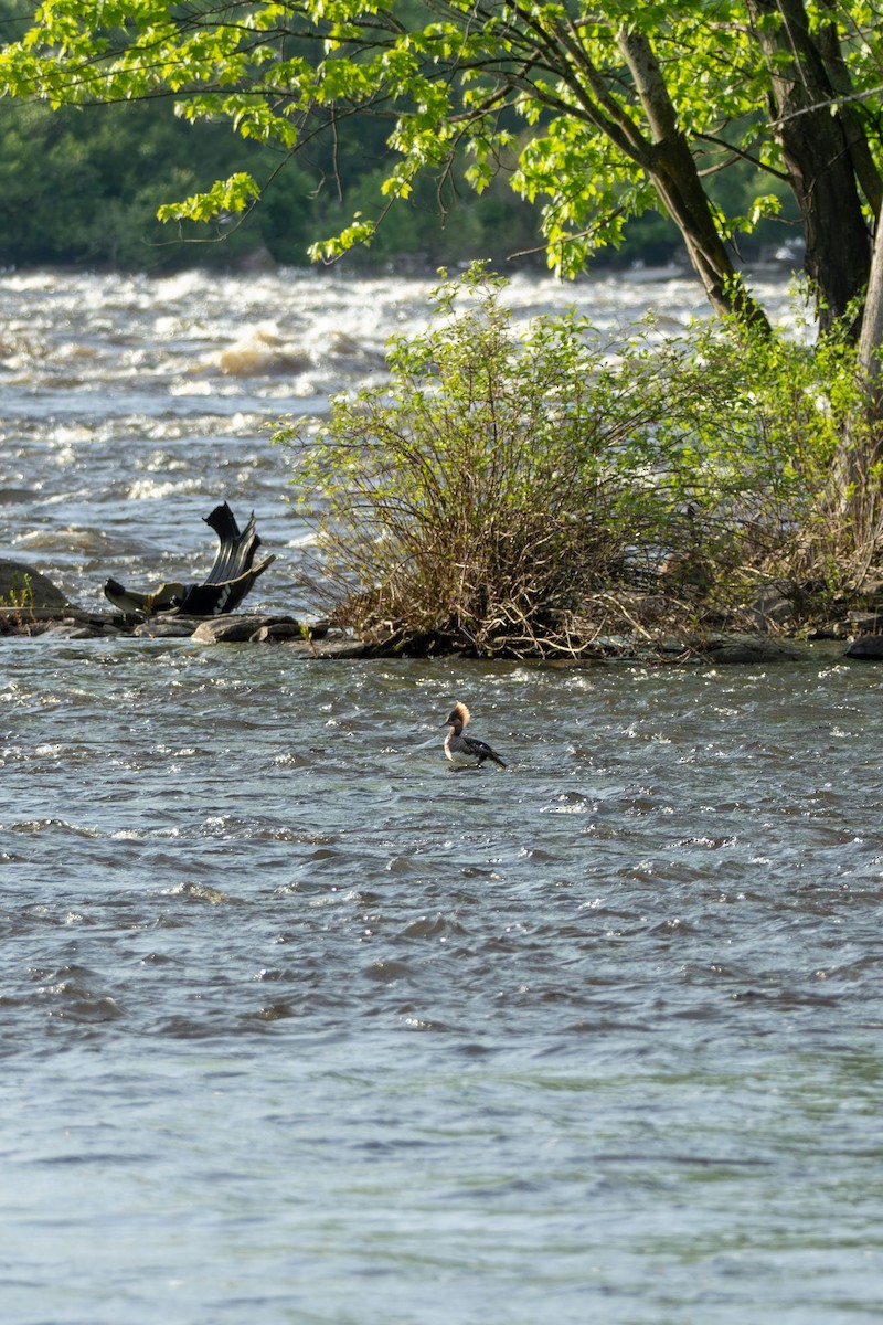 Common Merganser - Anonymous