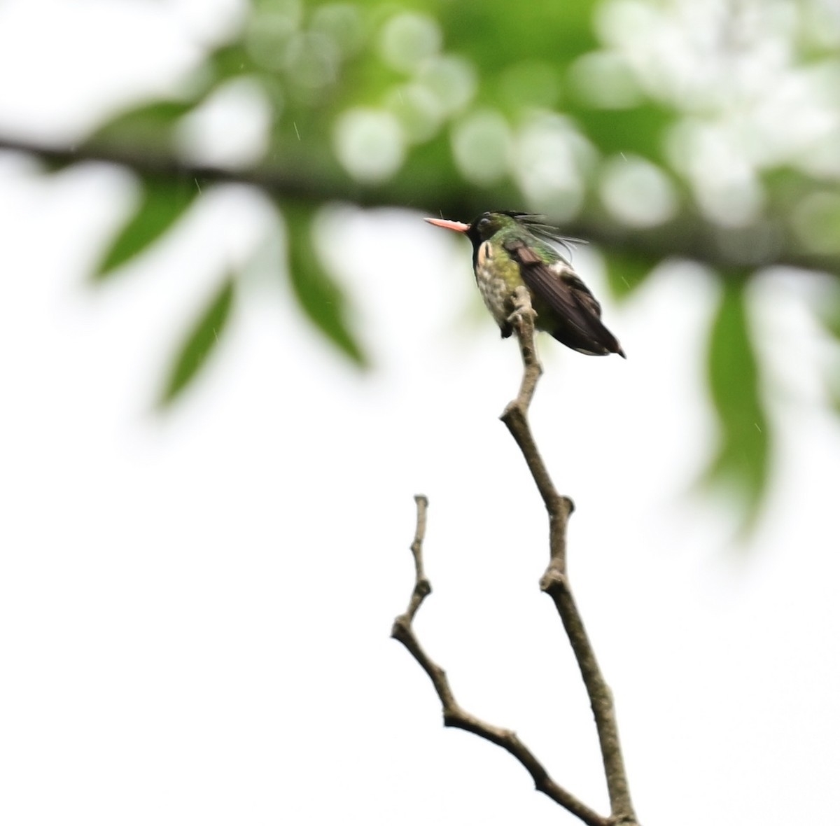 Black-crested Coquette - Vivian Fung