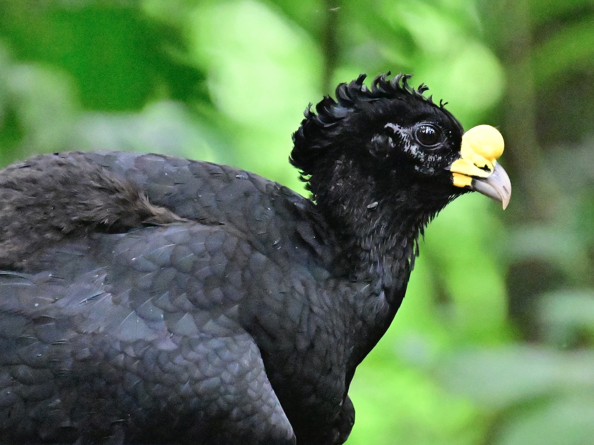 Great Curassow - Vivian Fung