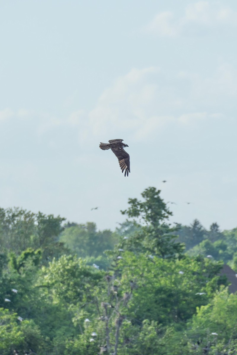 Osprey - Anonymous