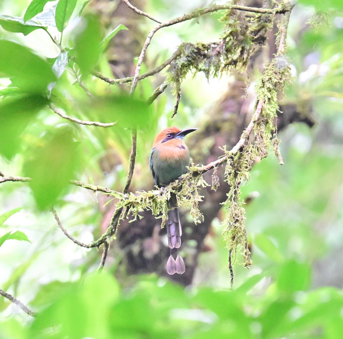 Rufous Motmot - Vivian Fung