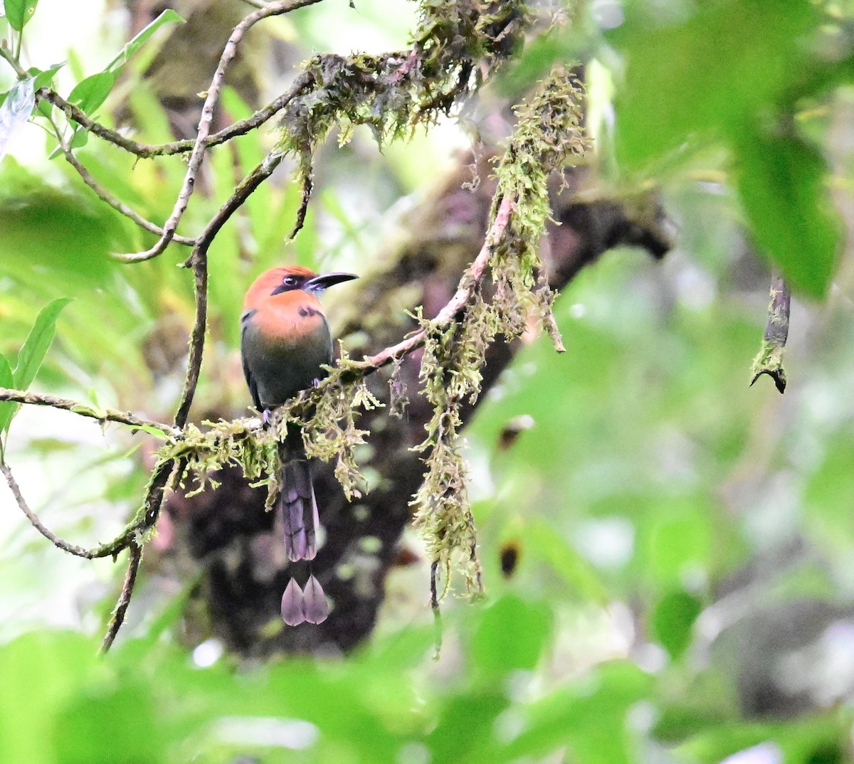 Rufous Motmot - Vivian Fung