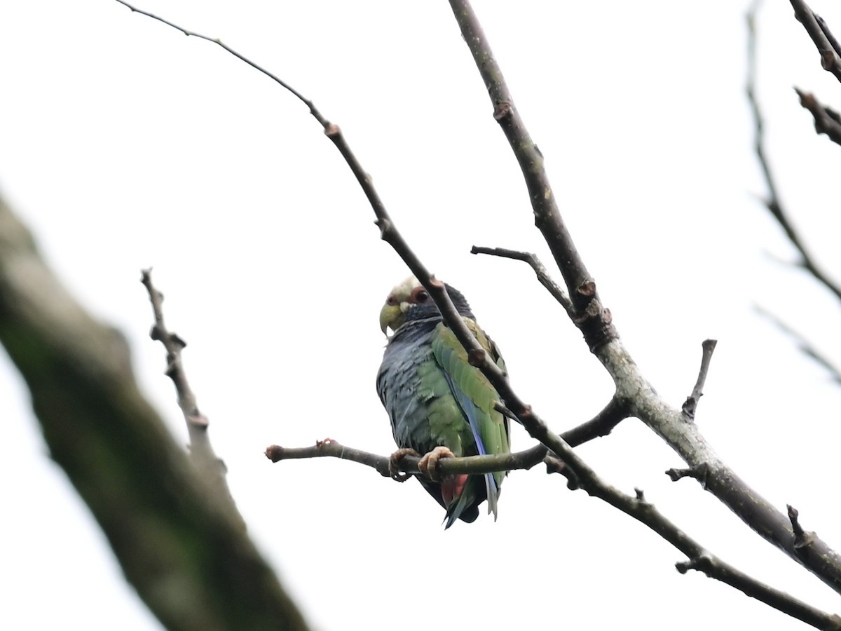 White-fronted Parrot - Vivian Fung