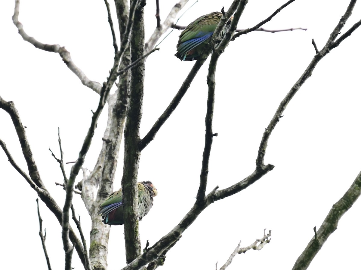 White-fronted Parrot - Vivian Fung