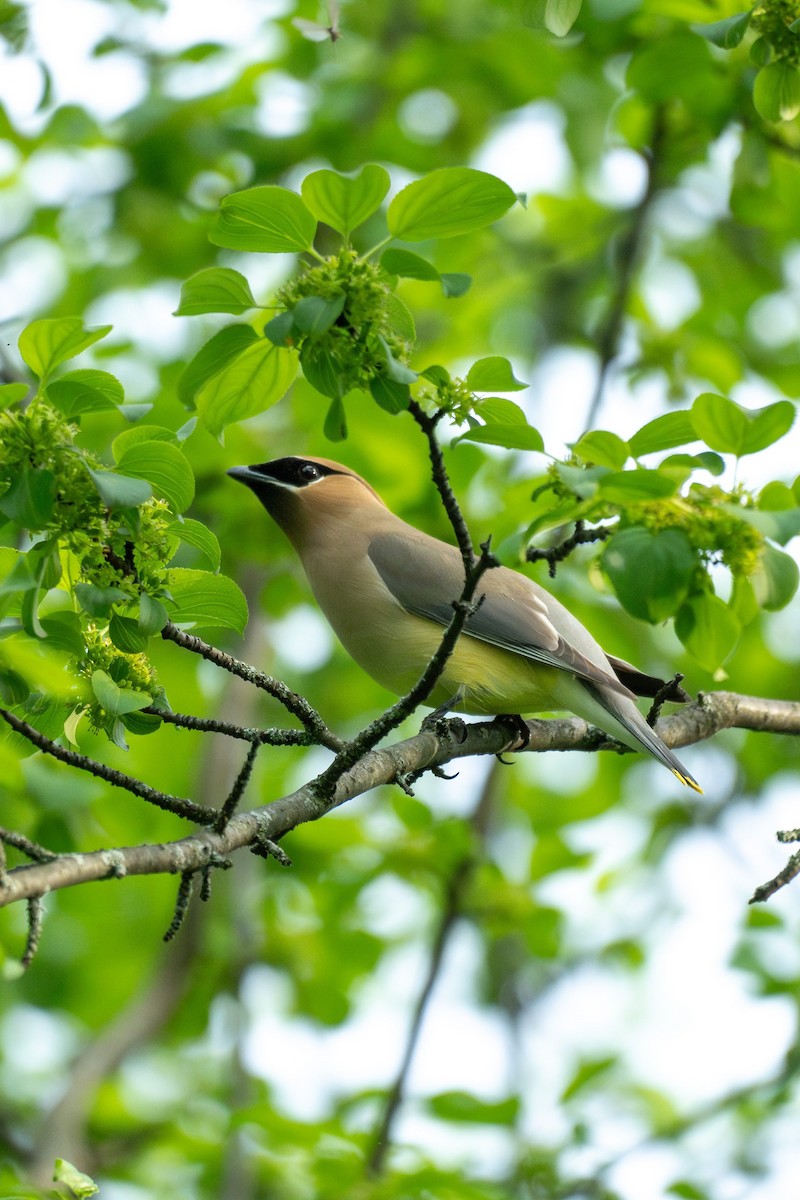 Cedar Waxwing - Anonymous