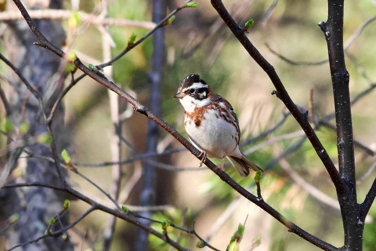 Rustic Bunting - Clement Charenton