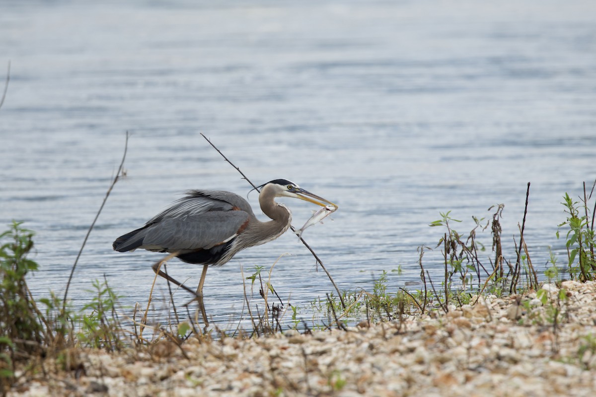 Great Blue Heron - ML619515596