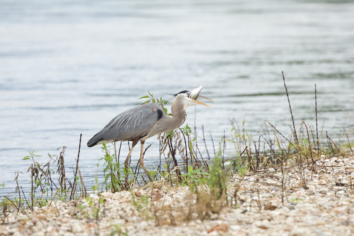 Great Blue Heron - James Strader