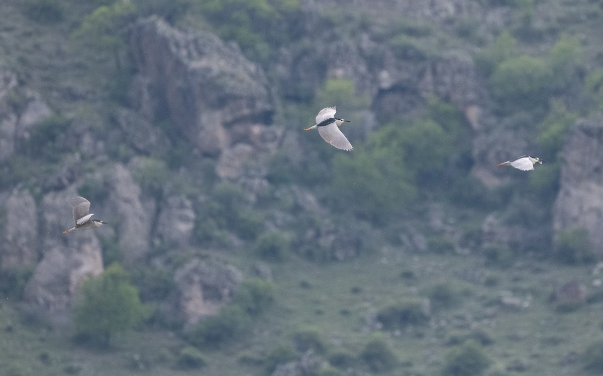 Black-crowned Night Heron - ML619515602