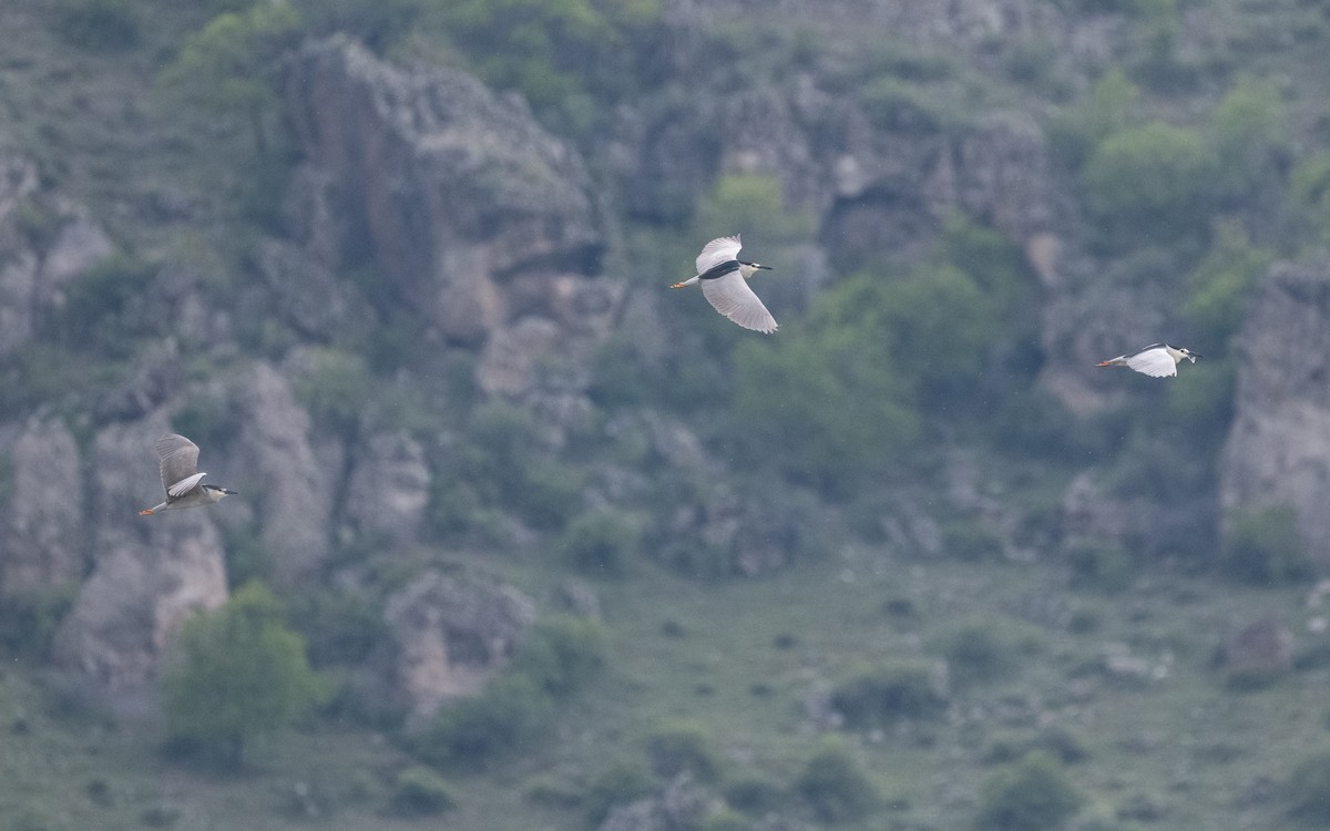 Black-crowned Night Heron - Emmanuel Naudot