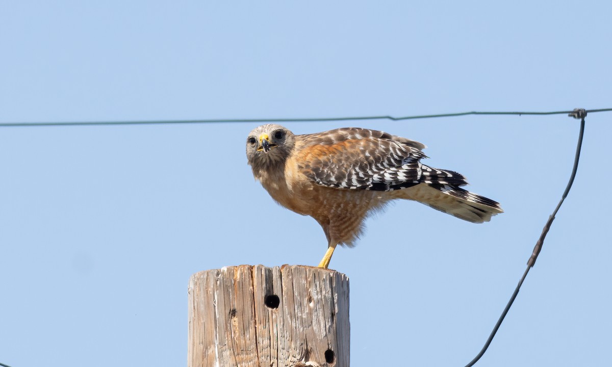 Red-shouldered Hawk (elegans) - Paul Fenwick