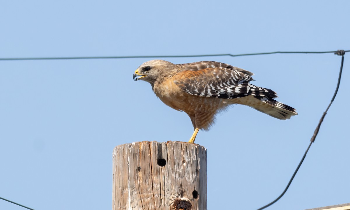 Red-shouldered Hawk (elegans) - Paul Fenwick