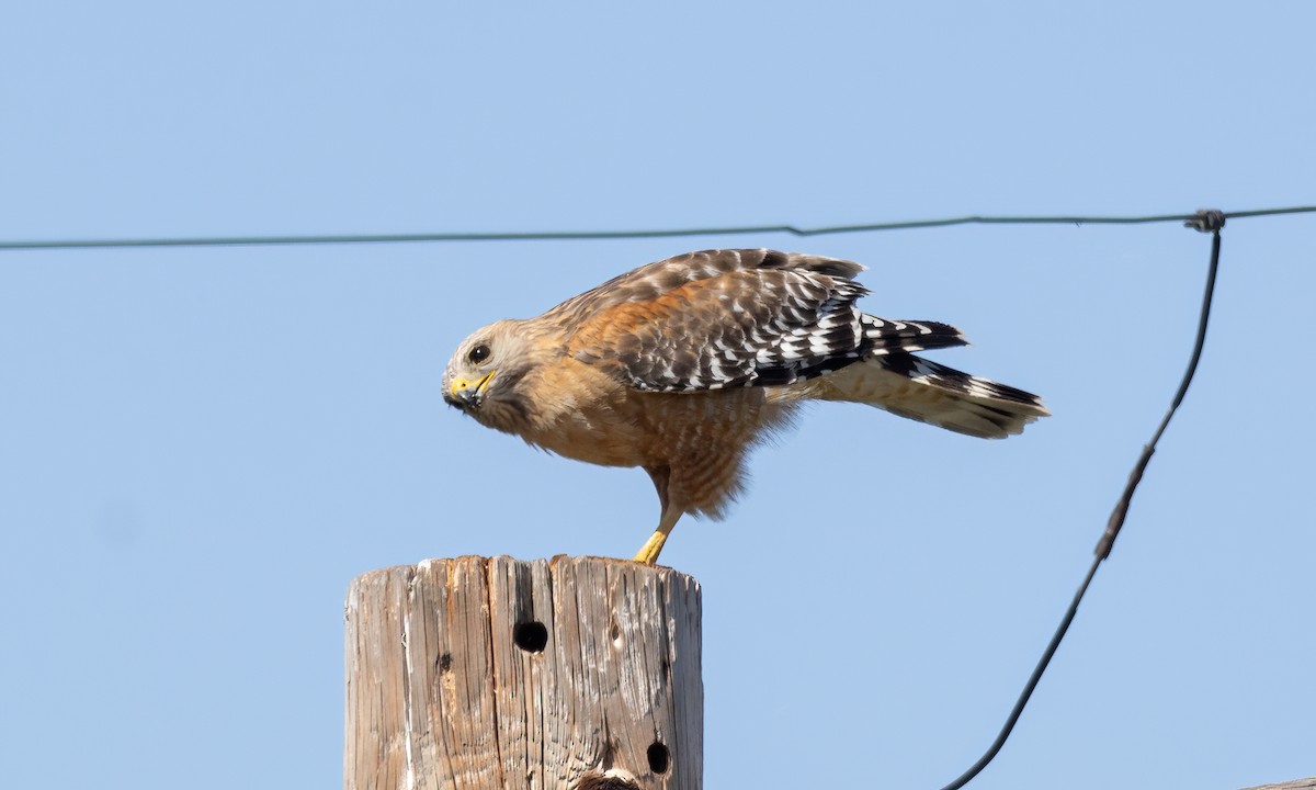 Red-shouldered Hawk (elegans) - Paul Fenwick