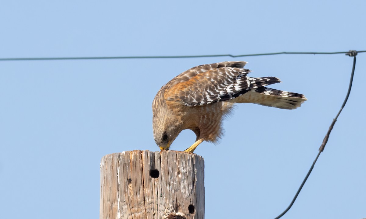 Red-shouldered Hawk (elegans) - Paul Fenwick