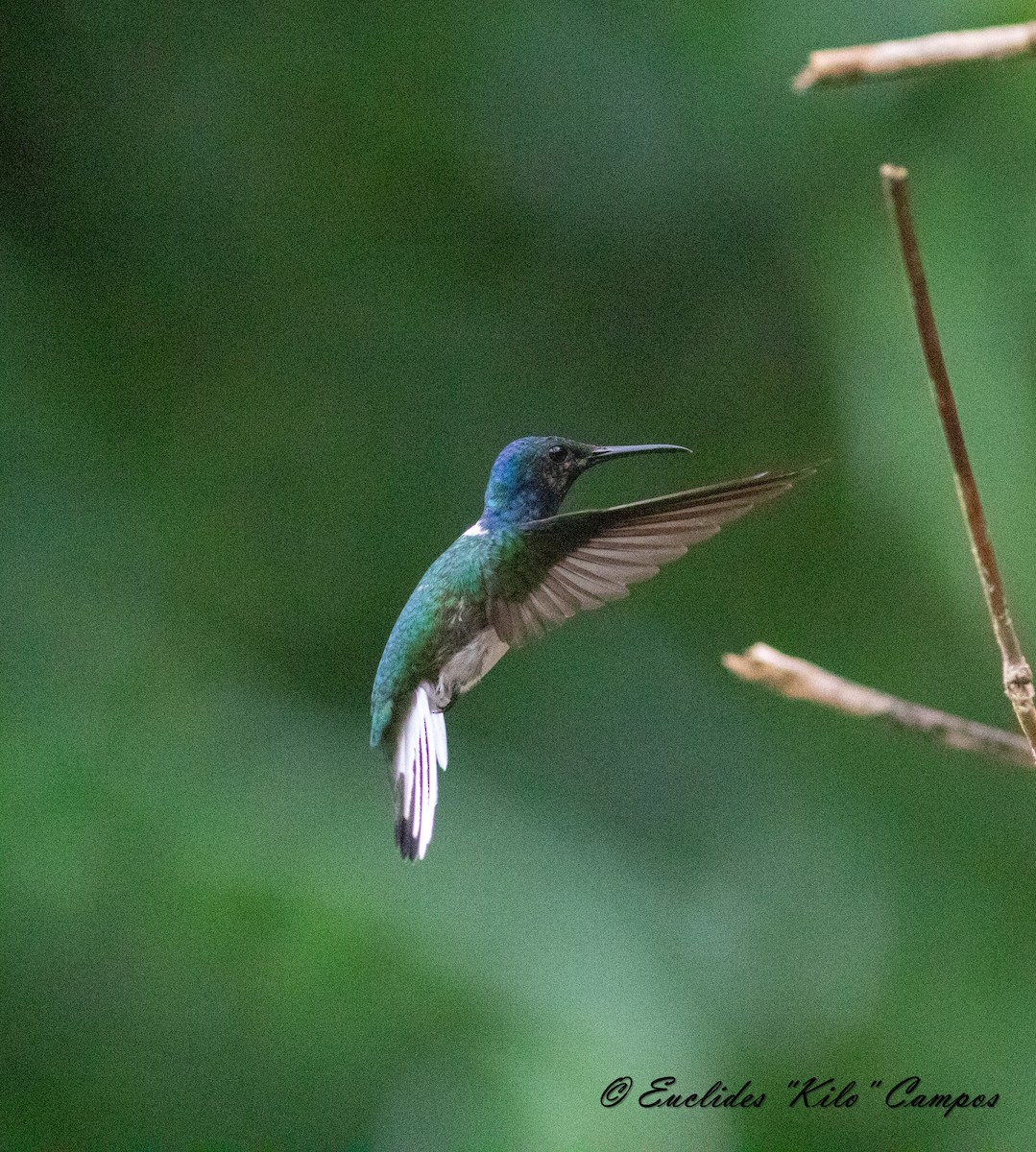 White-necked Jacobin - Euclides "Kilo" Campos