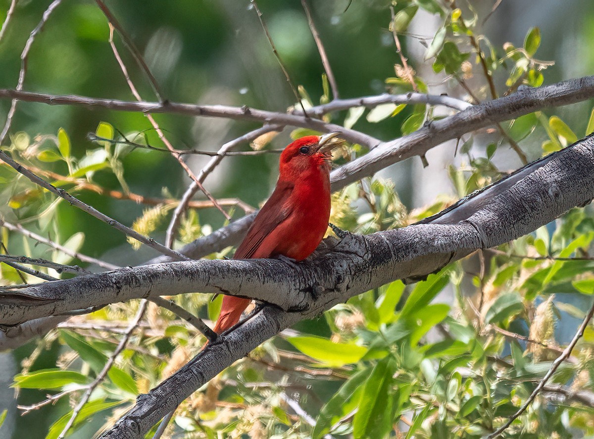 Summer Tanager - Mel Senac