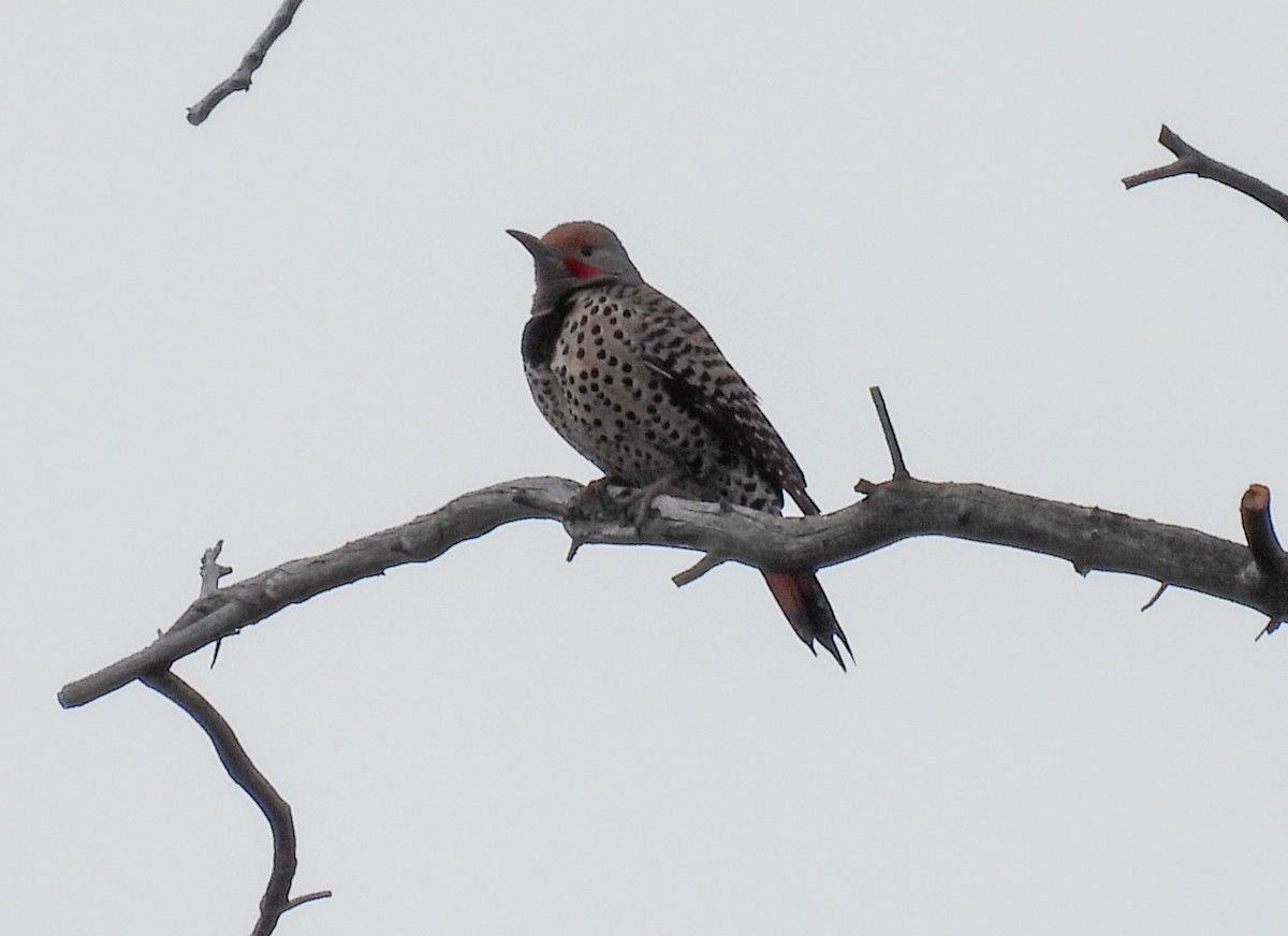 Northern Flicker - Sara Gravatt-Wimsatt