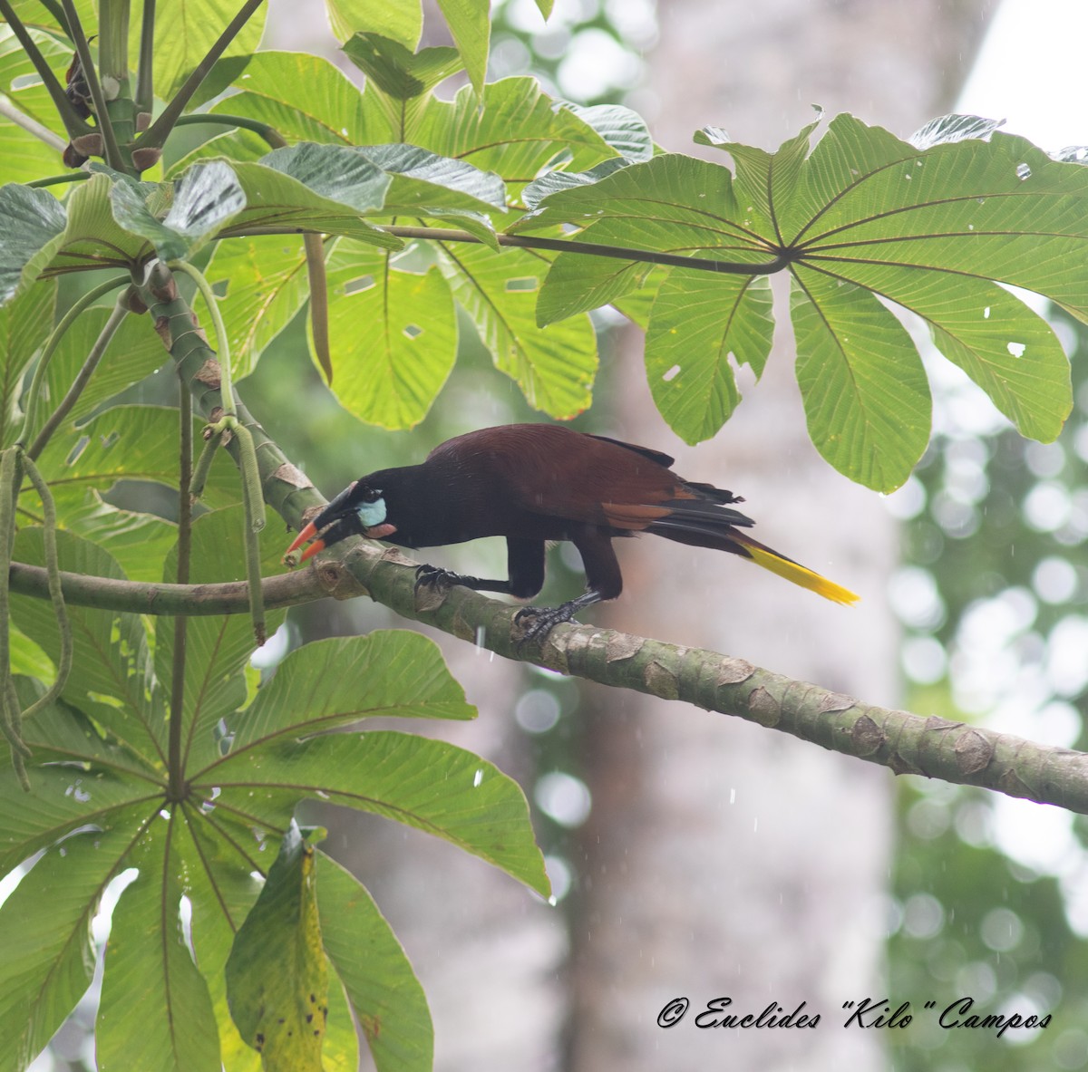 Montezuma Oropendola - Euclides "Kilo" Campos