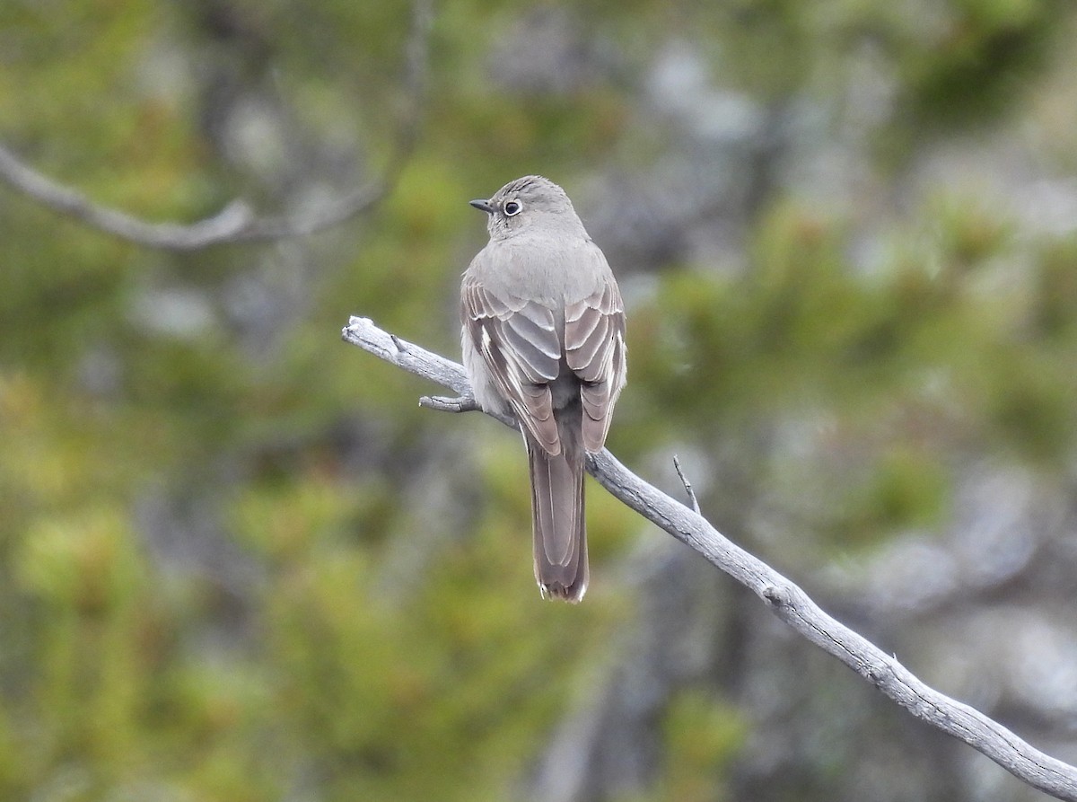 Townsend's Solitaire - Sara Gravatt-Wimsatt