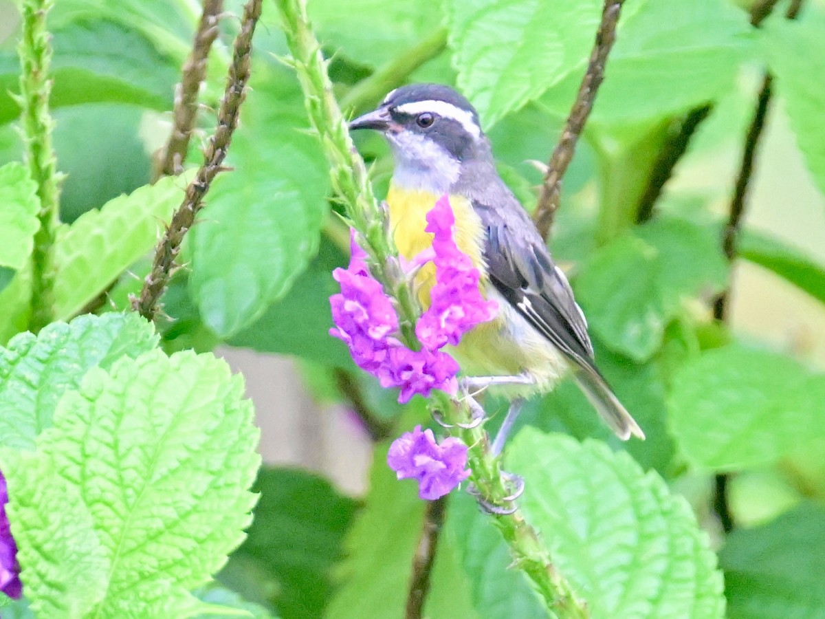 Bananaquit - Vivian Fung