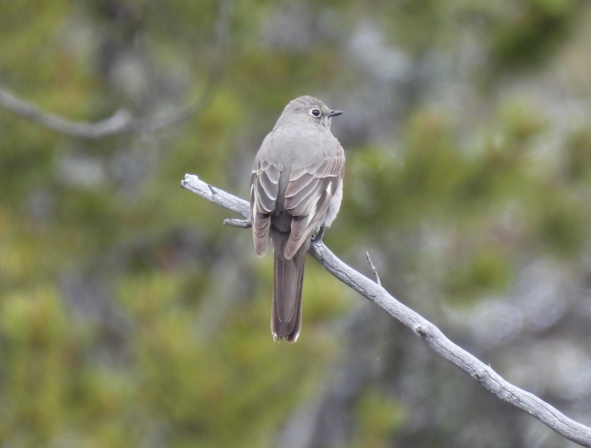 Townsend's Solitaire - Sara Gravatt-Wimsatt