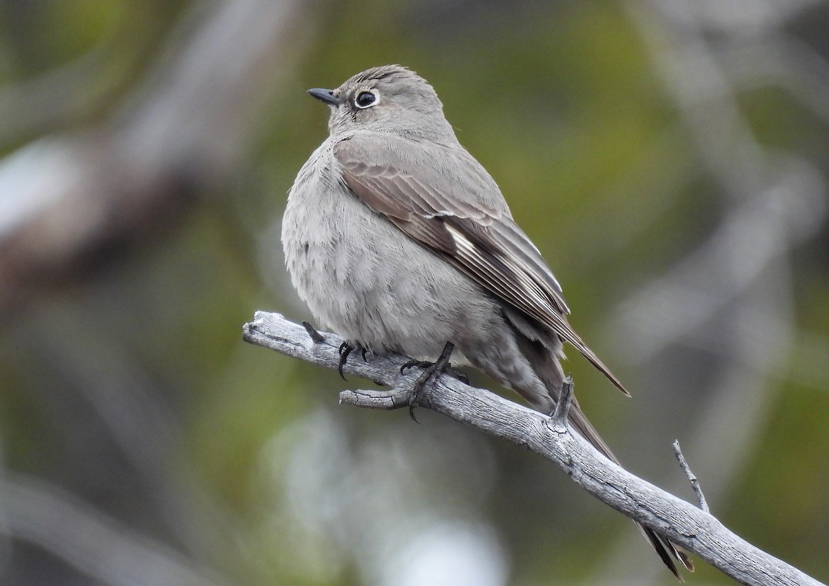 Townsend's Solitaire - Sara Gravatt-Wimsatt