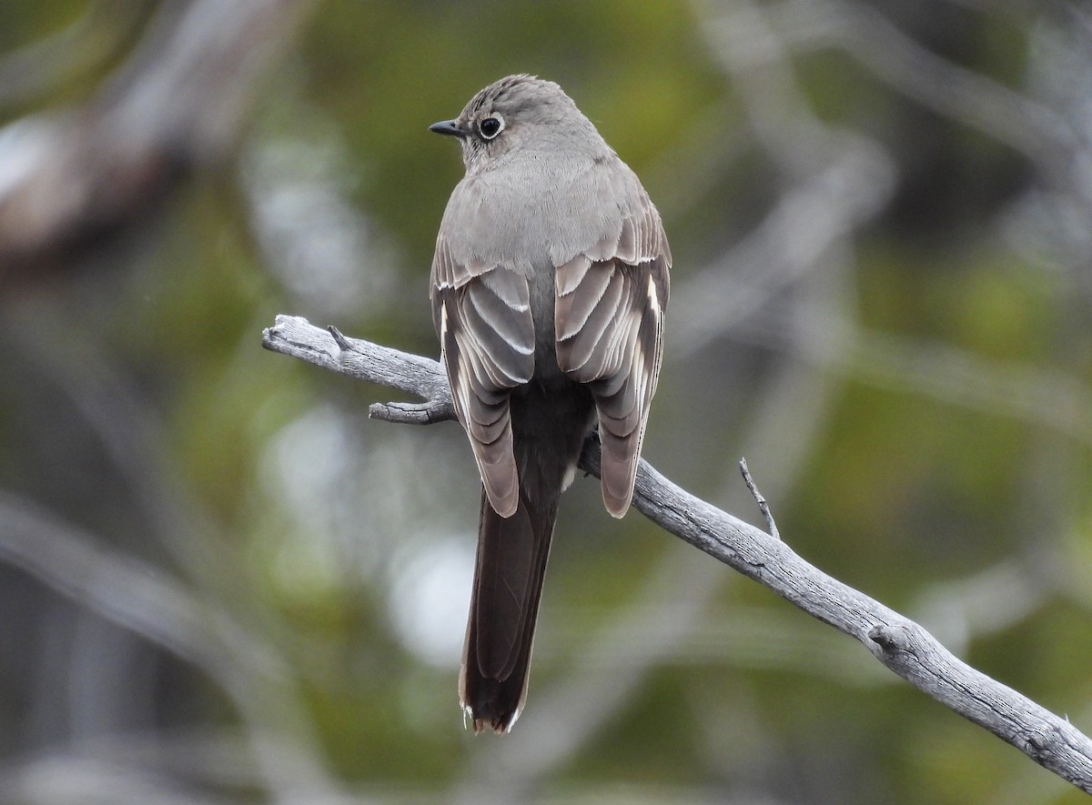 Townsend's Solitaire - Sara Gravatt-Wimsatt