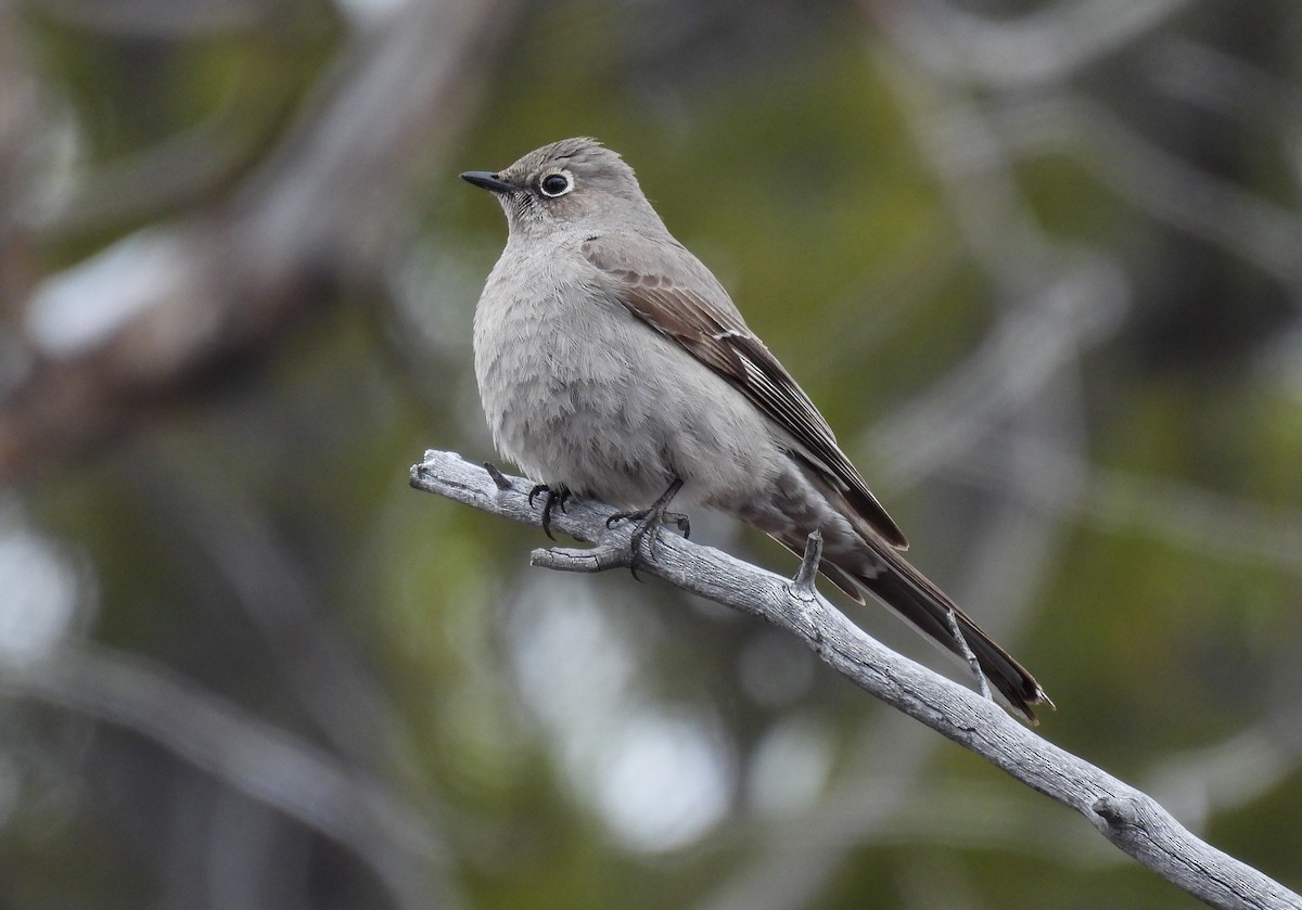 Townsend's Solitaire - Sara Gravatt-Wimsatt