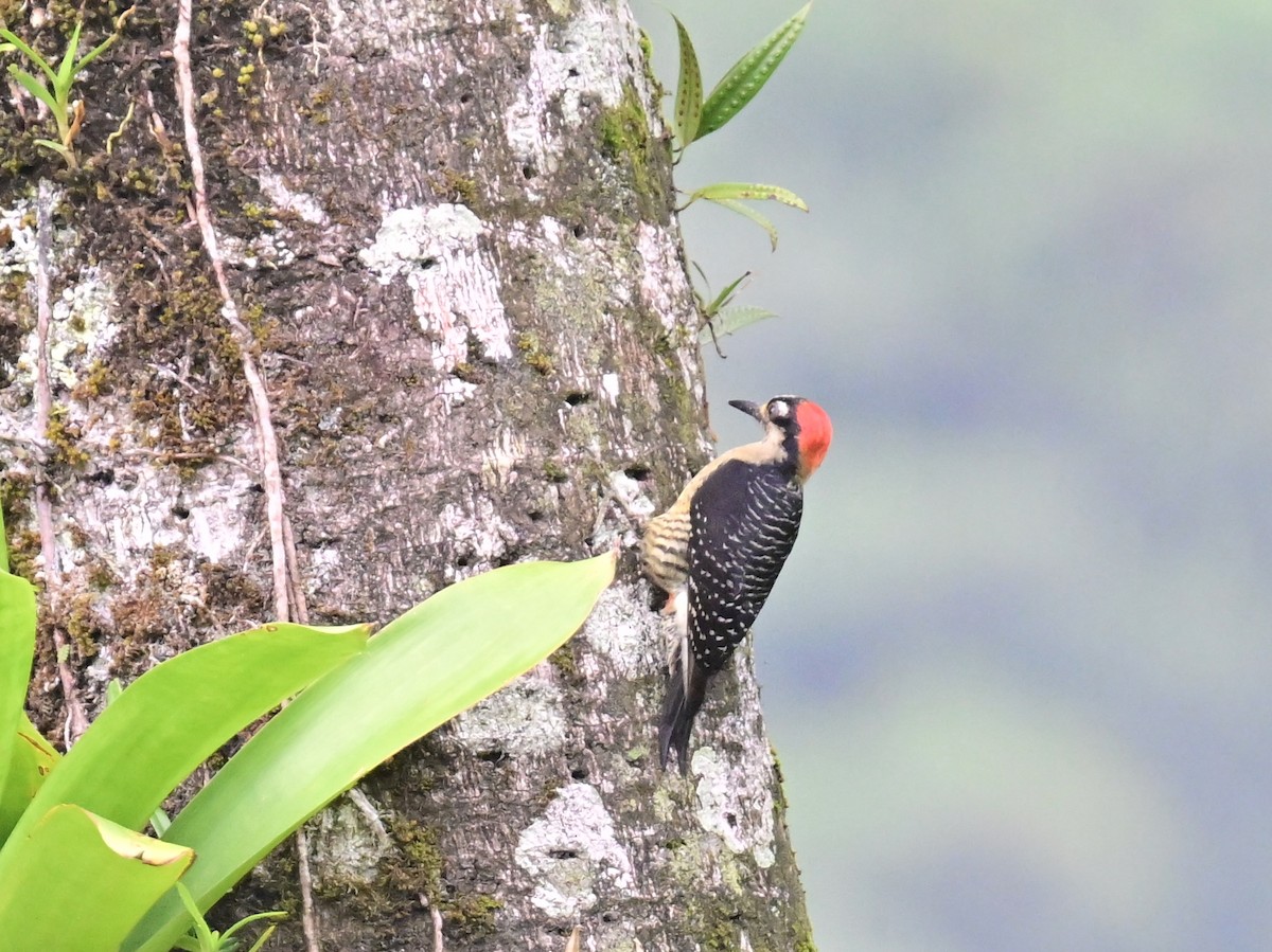 Black-cheeked Woodpecker - Vivian Fung