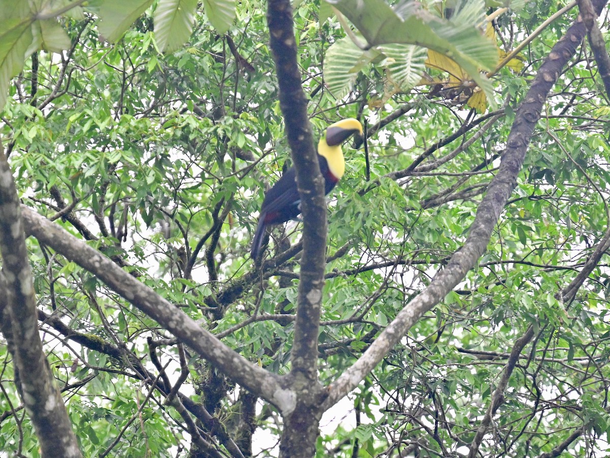 Yellow-throated Toucan - Vivian Fung