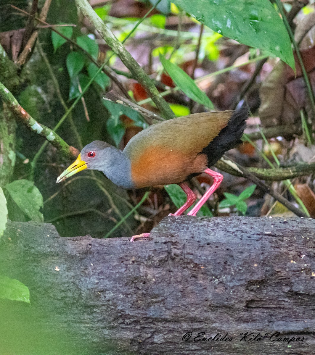 Gray-cowled Wood-Rail - Euclides "Kilo" Campos