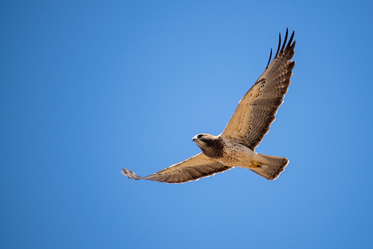 Swainson's Hawk - Glenn Petersen