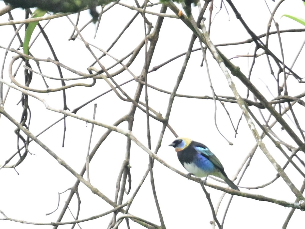 Golden-hooded Tanager - Vivian Fung