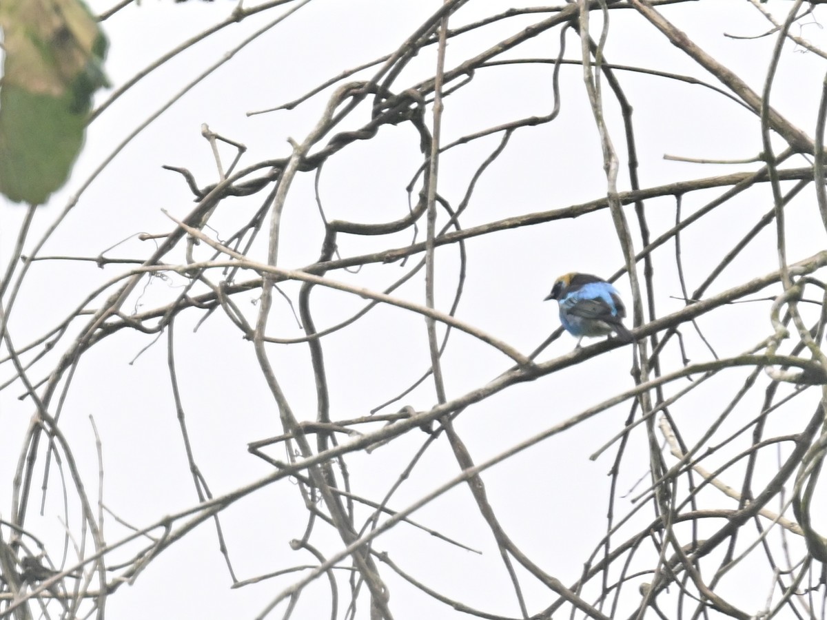 Golden-hooded Tanager - Vivian Fung