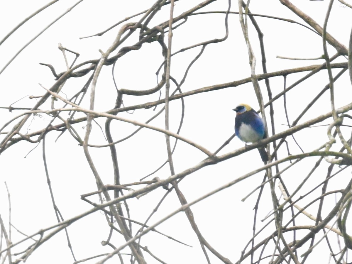 Golden-hooded Tanager - Vivian Fung