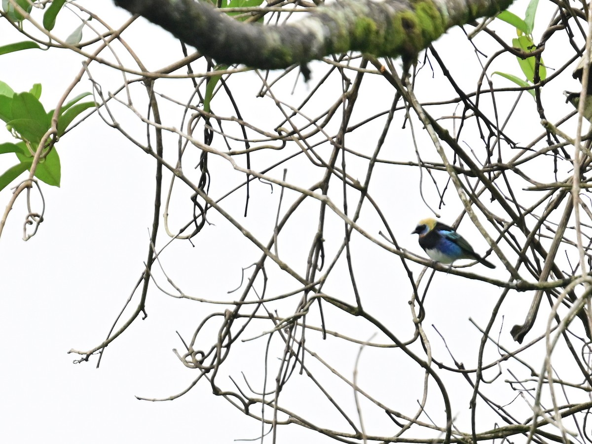 Golden-hooded Tanager - Vivian Fung